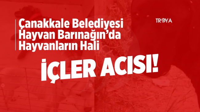 ÇANAKKALE BELEDİYESİ HAYVAN BARINAĞINDA HAYVANLARIN HALİ İÇLER ACISI!